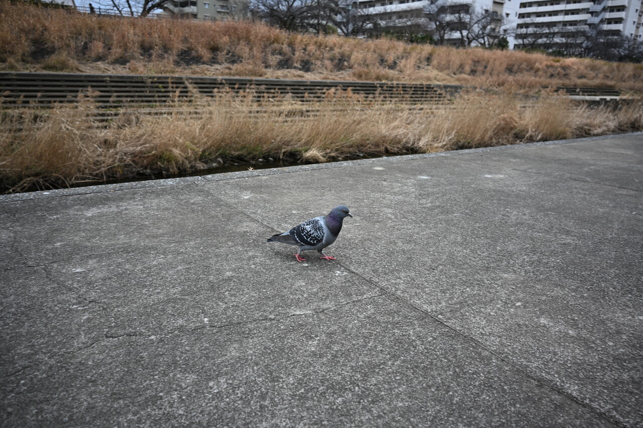 柏尾川にいつもいるハト<br>Nikon Zf + NIKKOR Z 26mm f/2.8 <br>26.0mm ISO100 f/5.6 1/125s