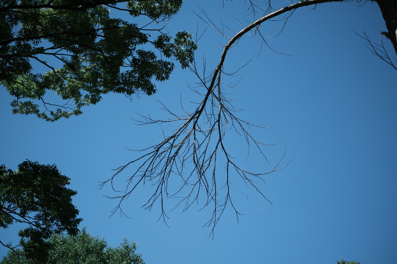 枝と空<br>X-T5 + XF35mmF1.4 R <br>35.0mm ISO125 f/1.4 1/8500s