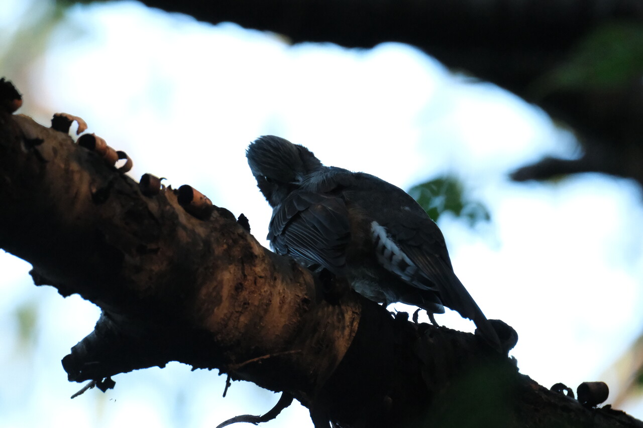 まだ小さいヒヨドリが毛繕い中<br>X-T5 + XF150-600mmF5.6-8 R LM OIS WR <br>F0/Standard (Provia) 600.0mm ISO12800 f/8.0 1/420s