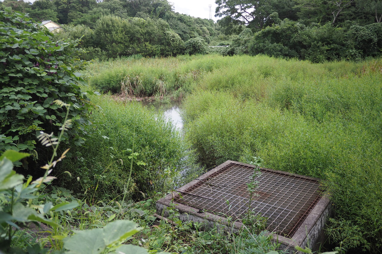 沼じゃなくて、池だった