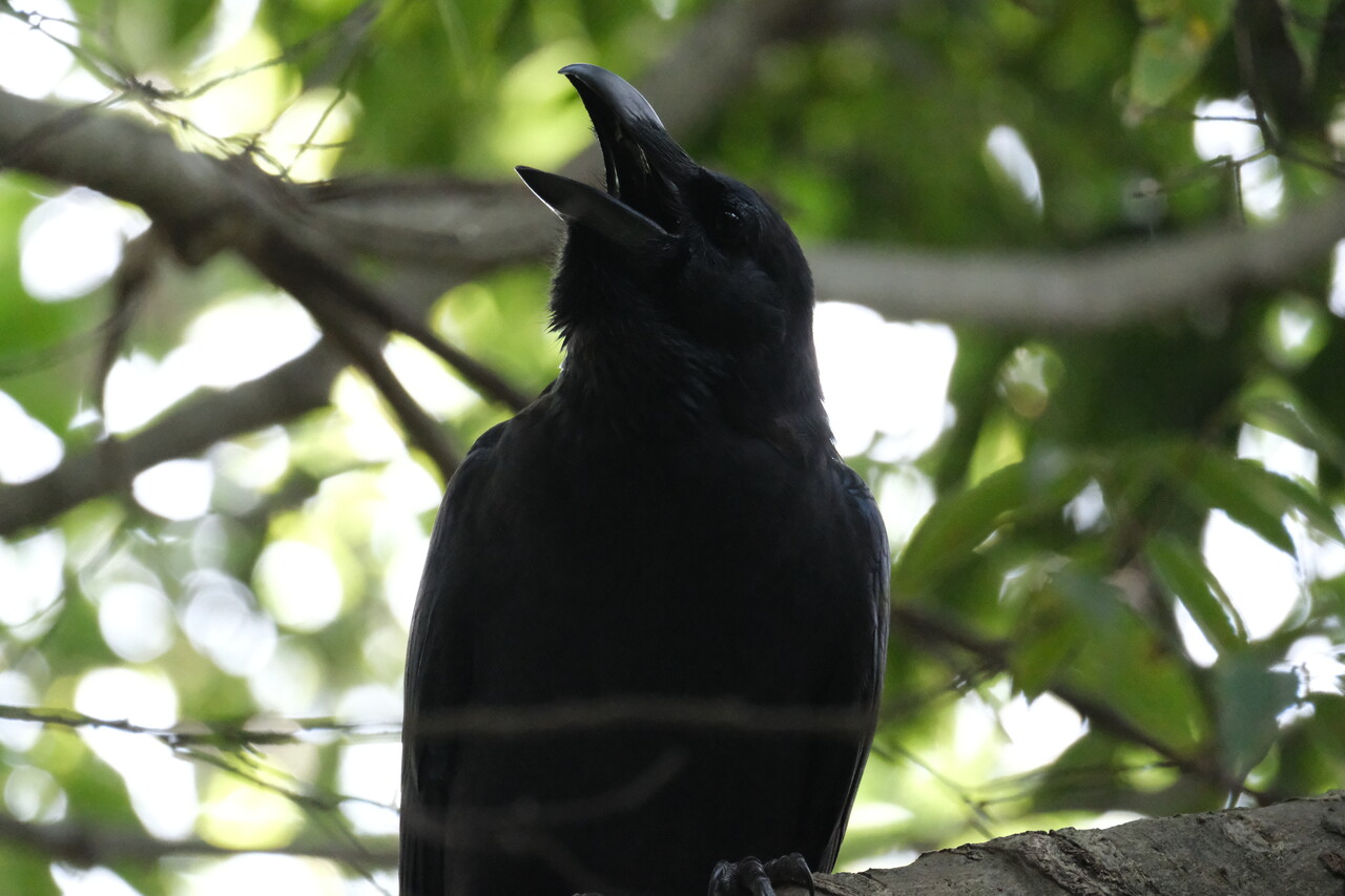 カラスも意外と可愛い | 嗜好のカメラ