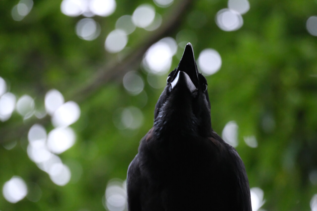 カラスも意外と可愛い | 嗜好のカメラ