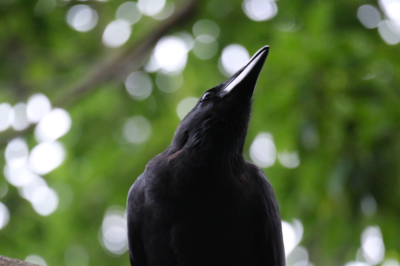 カラスも意外と可愛い | 嗜好のカメラ