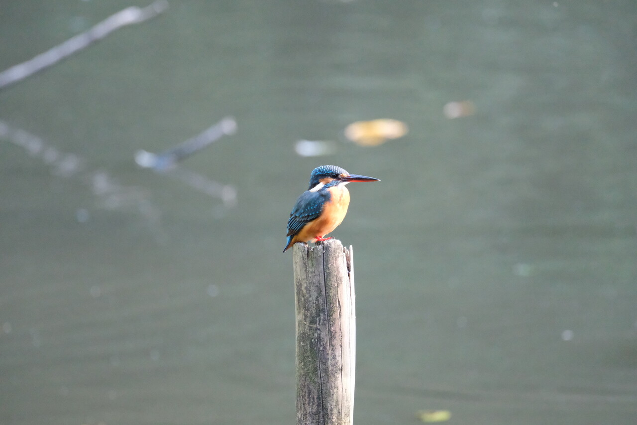 カワセミにやっと会えました | 嗜好のカメラ