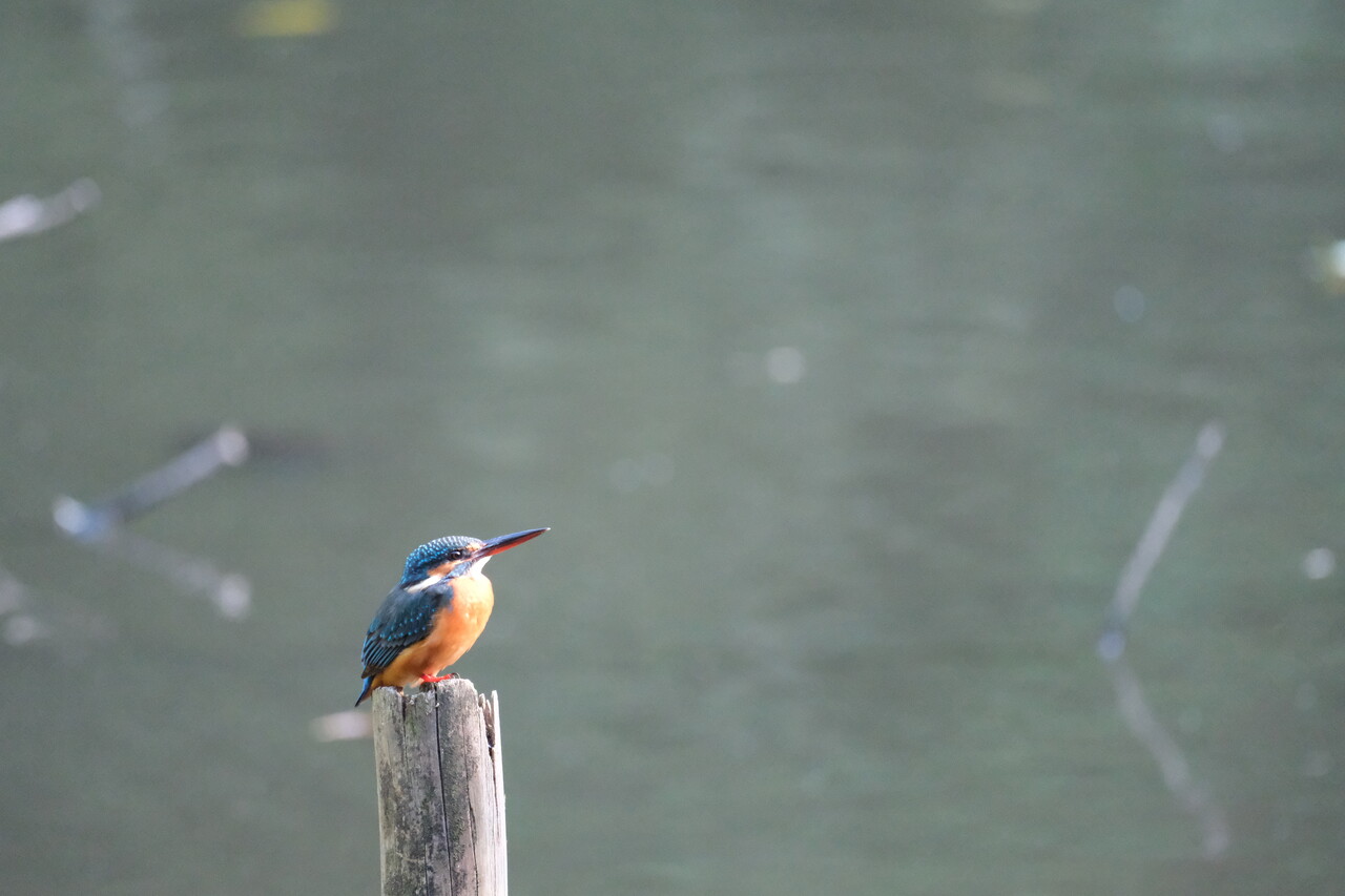 カワセミにやっと会えました | 嗜好のカメラ
