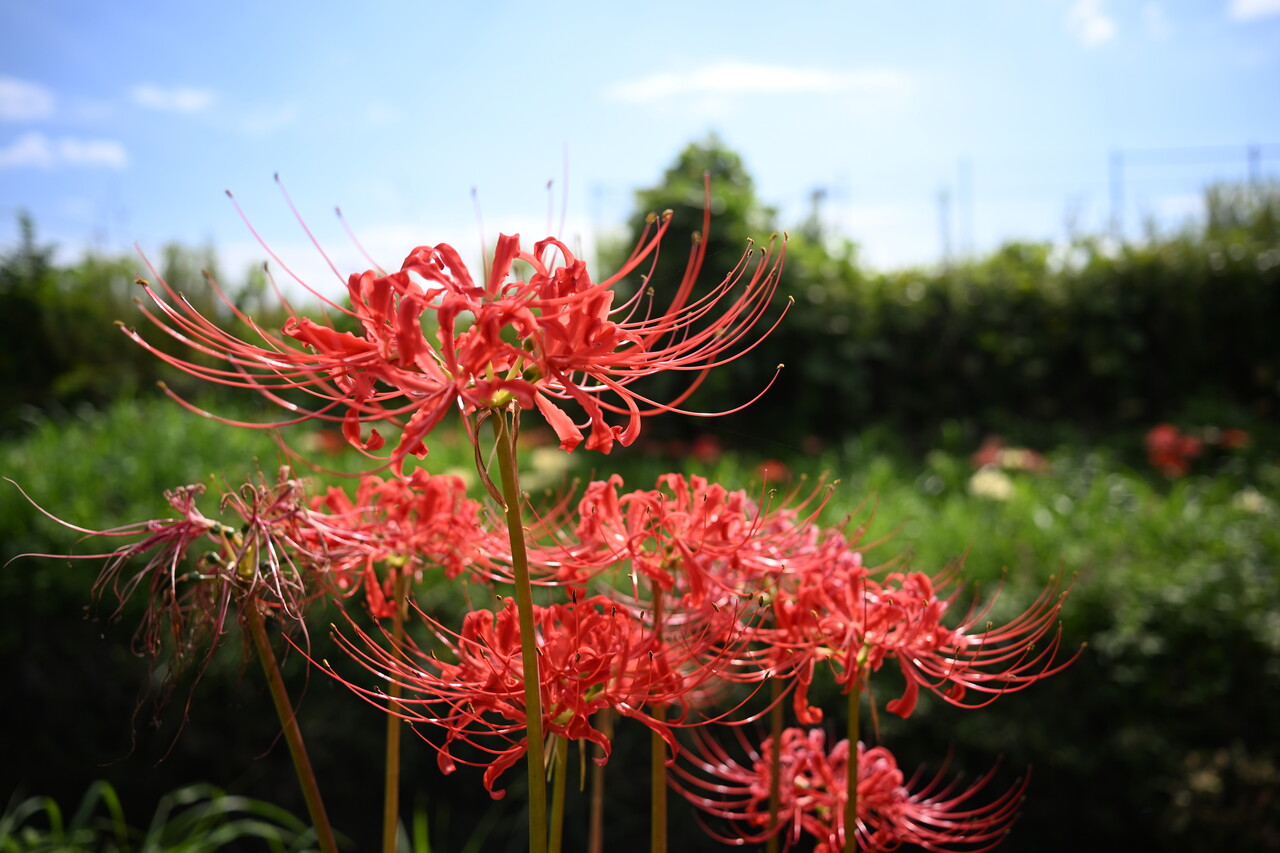 彼岸花の季節になりました | 嗜好のカメラ