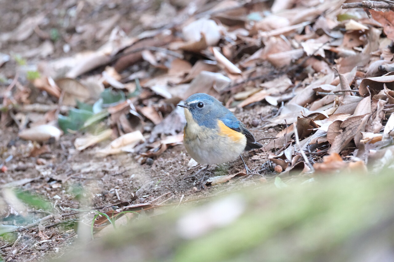 とうとう！幸せの青い鳥、ルリビタキに出会えました！！ イメージ