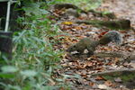 近所の自然公園にいたリス1<br>PENTAX K-3 Mark III + HD PENTAX-DA 55-300mm F4.5-6.3 ED PLM WR RE <br>300.0mm ISO800 f/6.3 1/25s
