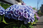 近所の紫陽花<br>PEN-F + LUMIX G 14/F2.5 II <br>14.0mm ISO200 f/2.5 1/4000s