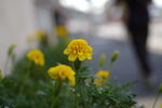 路傍の黄色い花<br>PENTAX K100D + smc PENTAX-DA 40mm F2.8 XS <br>40.0mm ISO200 f/2.8 1/1000s