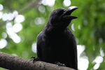 横を向いて何かを訴えているカラス<br>X-T5 + XF150-600mmF5.6-8 R LM OIS WR <br>F0/Standard (Provia) 600.0mm ISO12800 f/8.0 1/450s