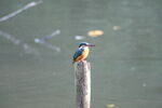 杭の上で佇むカワセミ<br>X-T5 + XF150-600mmF5.6-8 R LM OIS WR <br>F0/Standard (Provia) 600.0mm ISO12800 f/8.0 1/240s