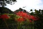 川沿いに咲く彼岸花<br>Nikon Zf + NIKKOR Z 26mm f/2.8 <br>26.0mm ISO100 f/2.8 1/1250s