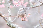 梅の木の上で周りを確認するヒヨドリ<br>X-T5 + XF150-600mmF5.6-8 R LM OIS WR <br>F0/Standard (Provia) 420.3mm ISO12800 f/7.1 1/85s