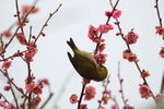 紅梅の蜜を吸うのに夢中なメジロ<br>X-T5 + XF150-600mmF5.6-8 R LM OIS WR <br>F0/Standard (Provia) 600.0mm ISO12800 f/8.0 1/500s