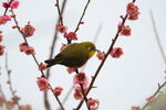 紅梅の蜜を吸う合間に周りを確認するメジロ<br>X-T5 + XF150-600mmF5.6-8 R LM OIS WR <br>F0/Standard (Provia) 600.0mm ISO12800 f/8.0 1/500s