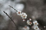 鎌倉宮の梅<br>PENTAX K-3 Mark III + Sigma 30mm F1.4 DC HSM | A <br>里び（SATOBI） 30.0mm ISO100 f/1.4 1/500s