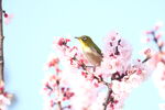 メジロと桜<br>X-T5 + XF150-600mmF5.6-8 R LM OIS WR <br>F0/Standard (Provia) 600.0mm ISO2000 f/8.0 1/500s